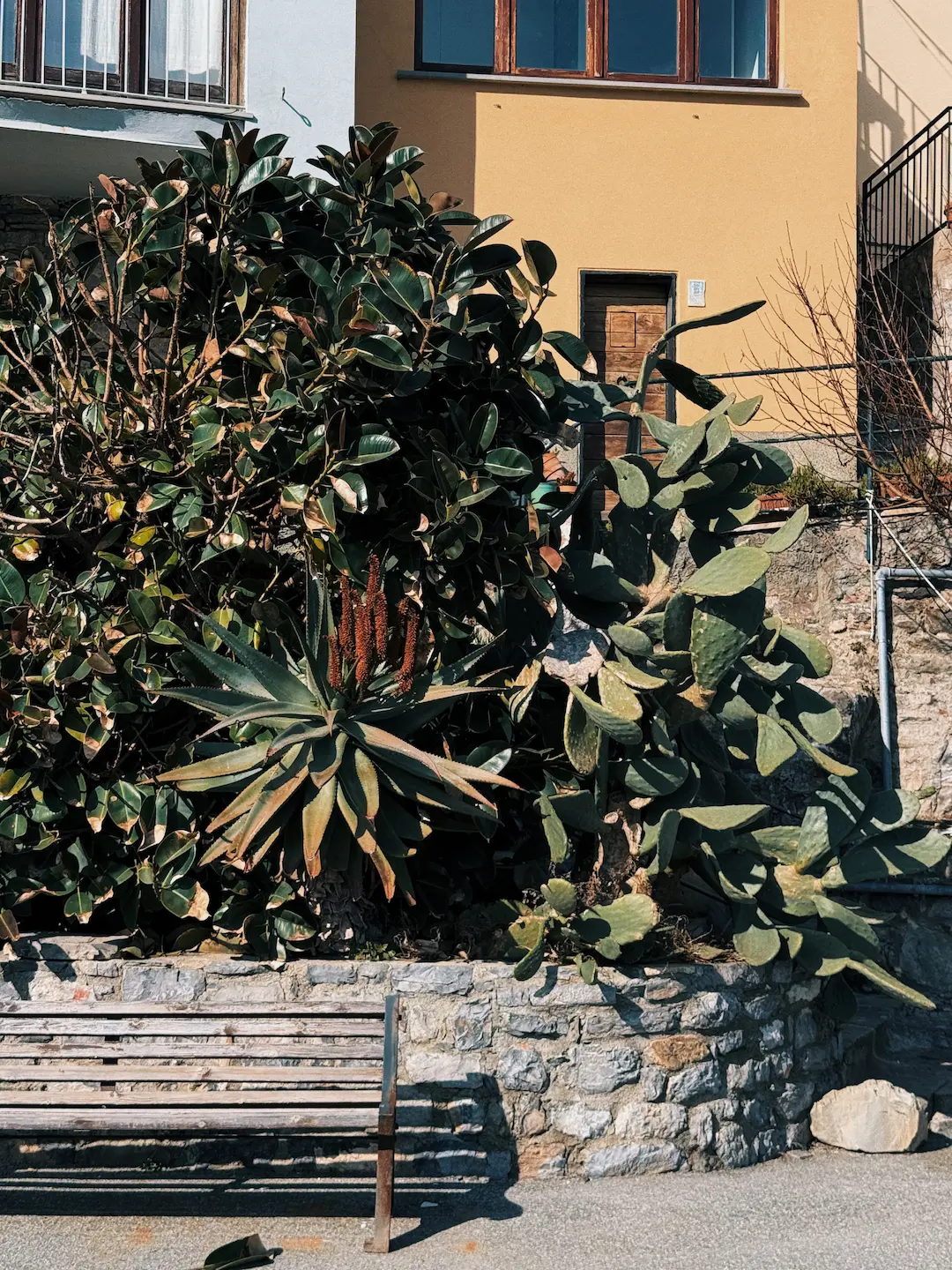 Giardino mediterraneo con piante succulente e cactus cresciuti sopra un muretto in pietra, davanti a una casa color ocra con porta in legno e finestre con cornici scure. In primo piano si vede una panchina di legno che proietta la sua ombra sul pavimento.
