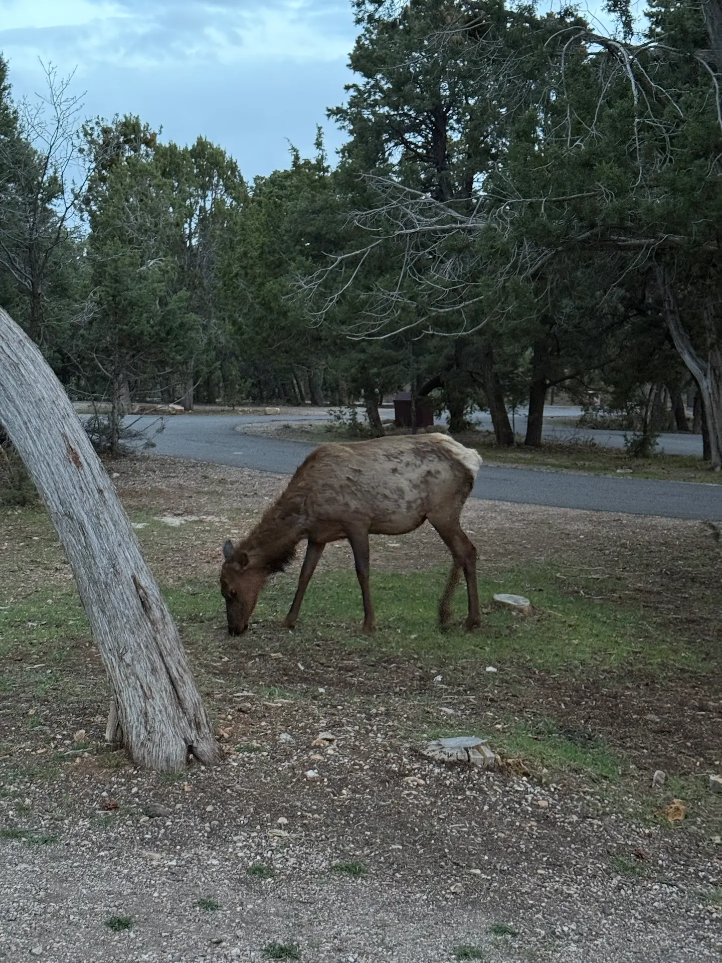 Alce che pascola liberamente nel prato