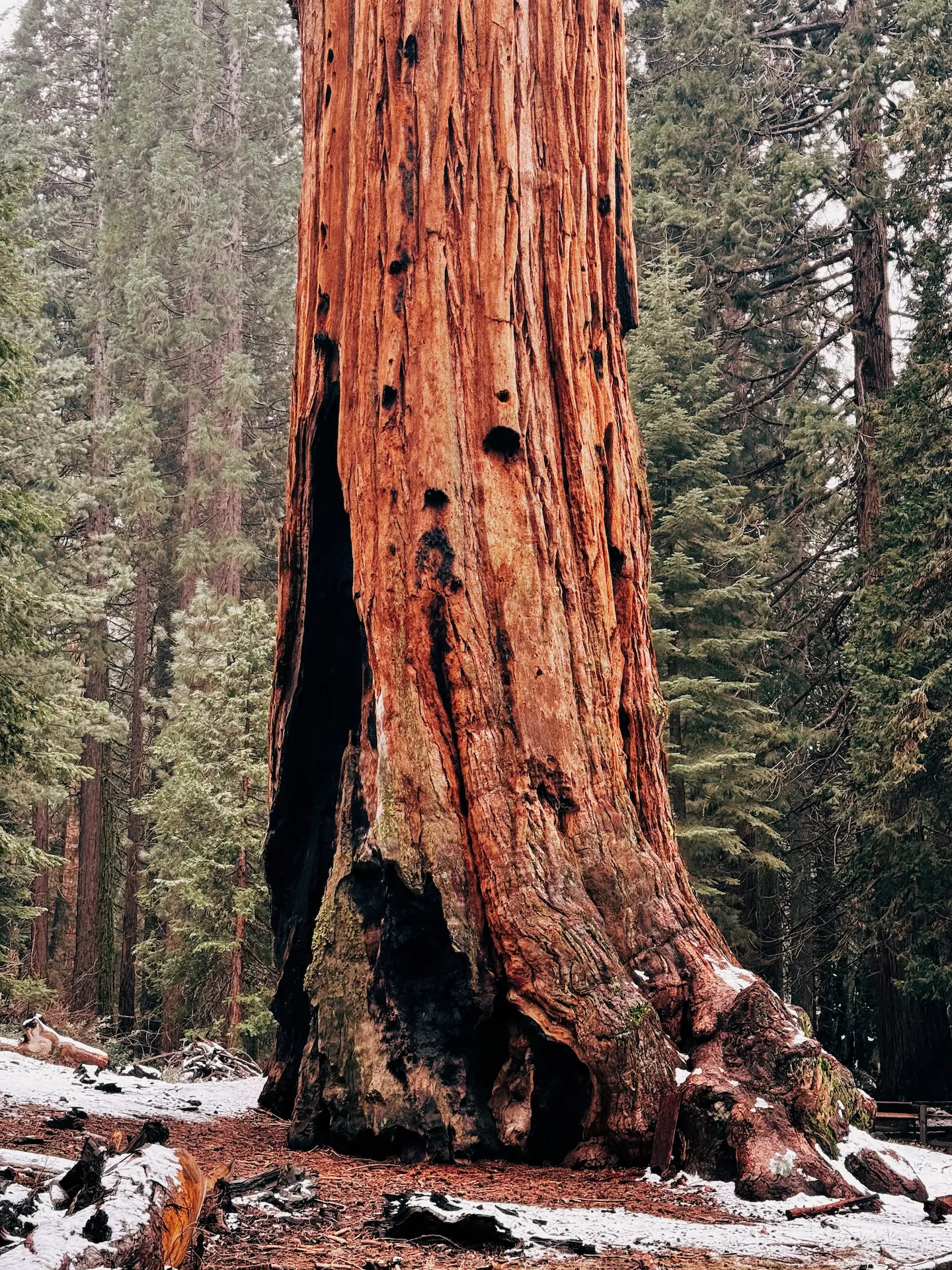 Sequoia National Park