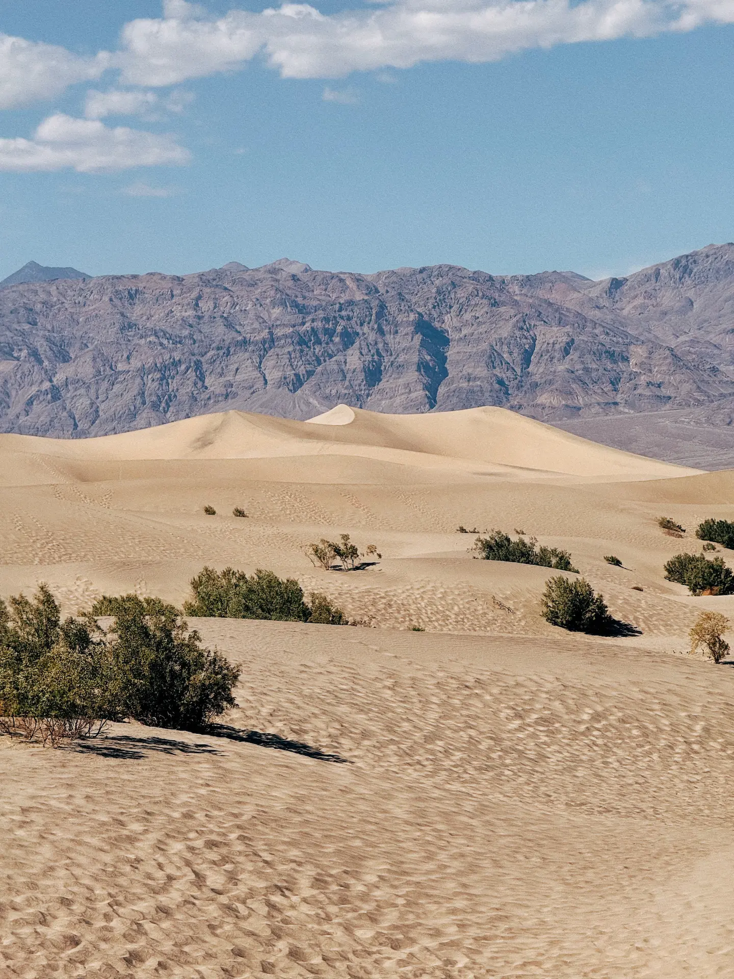 Mesquite Desert Dunes